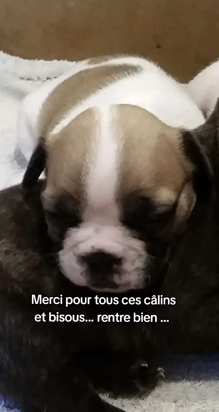 Il y a dix ans, 1 mois avant mon anniversaire, je suis tombé sous ton charme devant l'annonce du boncoin.. je suis venu te voir mais tu n'étais pas disponible, tu étais destiné à une autre personne... heureusement pour moi, la vie en a décidé autrement ! la famille qui t'avait réservé  te voulais uniquement pour que tu fasses des bébés. malheureusement ta un souffle donc ils ont décidé de pas te prendre.. Je me suis battu pour t'avoir et la le fameux coup de téléphone :  est à toi tu peux venir la chercher !  depuis ce jour, je t'aime de plus en plus. mon amour de ma vie merci pour tout 🥰 #trend #pourtoi #fyp #dogs 