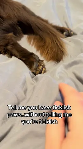 I think someone is ticklish… #dogsoftiktok #cutedog #paws #longhaireddachshund #dachshund 