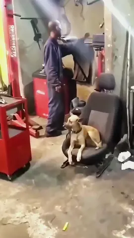 Try not to laugh when you watch 😂😂😂 #funny #dog #animals #funnyvideos #cat 
