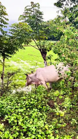 Soud cow #vacaslindas🐄🐄🐄🐄🐄🐄 #trendingvideo #viralvideo 