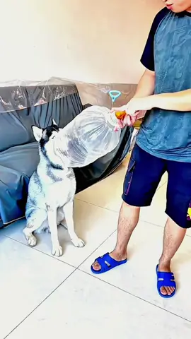 Try not to laugh 😂😂😂 #funny #animals #funnypets #dog #pet 