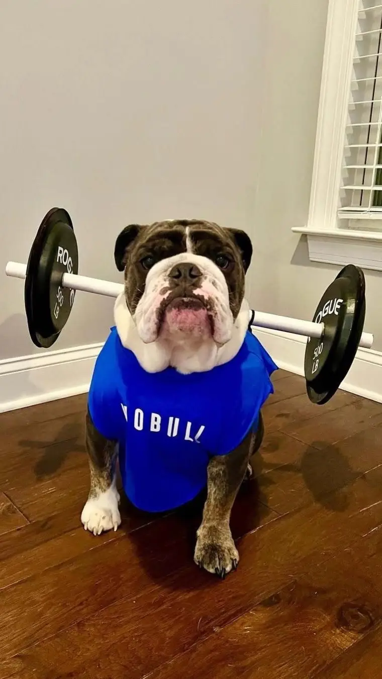 Celebrating our favorite workout partners this National Dog Day. #nationaldogday #dogsoftiktok #workout 
