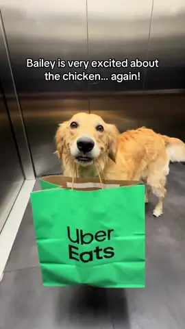 A Very Special Delivery…  #fyp #dog #goldenretriever 
