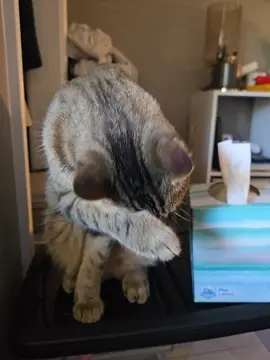 someone is ignoring me😸#cattok #cats #catlover #catvideo #catslovers 