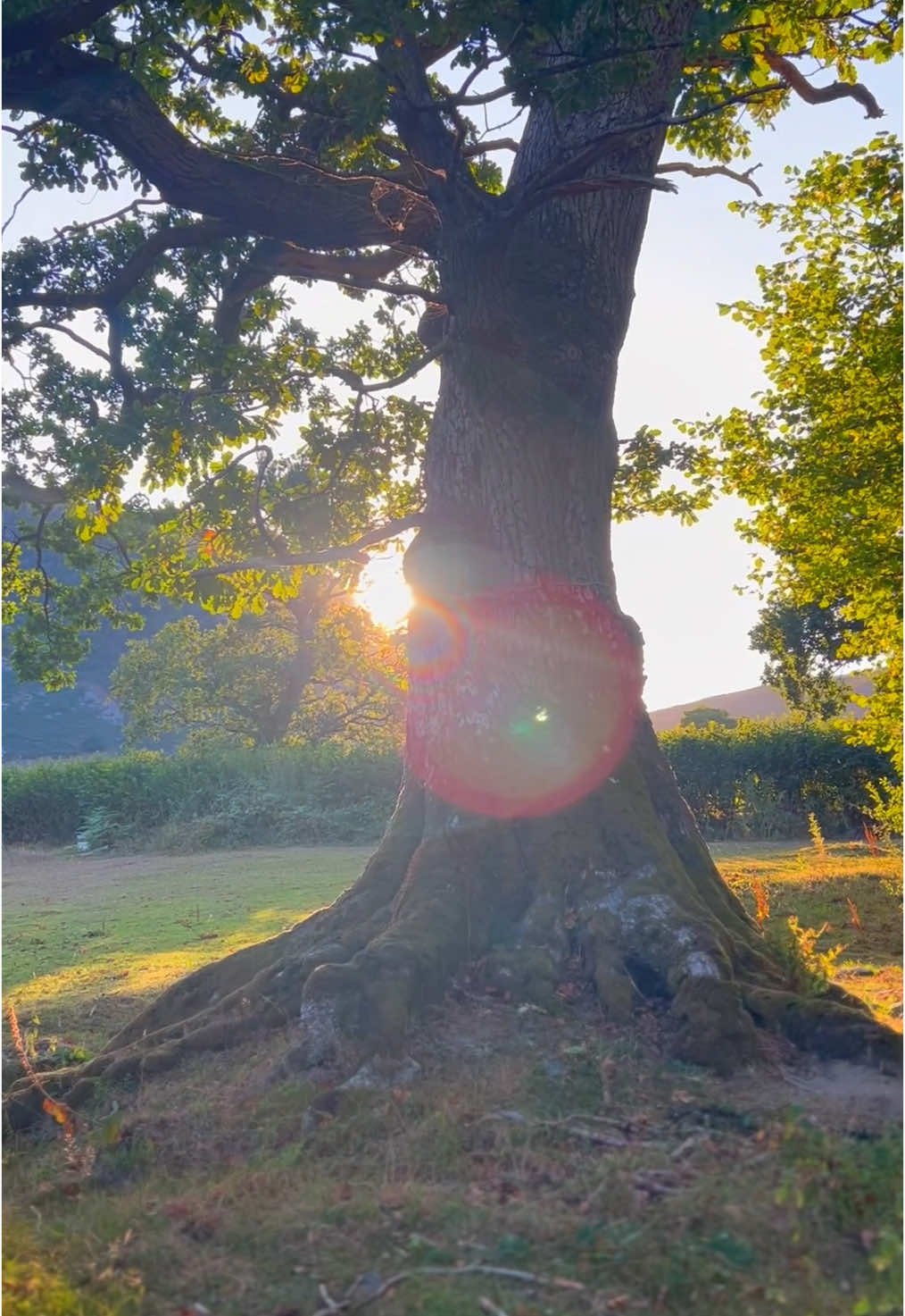 🌳  #nature #trees #light #healing #fantasyrealm #celtic 