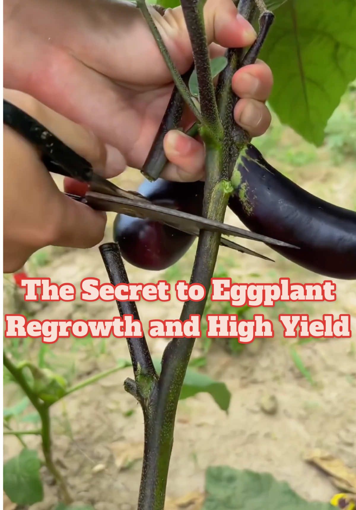 The Secret to Eggplant Regrowth and High Yield. Share your garden tips below!#vegetablegarden #plantingtechniques #vegetablegardening #gardeningtips #eggplant 