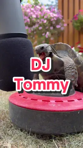 DJ Tommy #turtle #animals #pets #mascotas #cute 