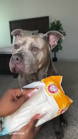 Dog Morning Routine 🐾 Reign Became A Big Brother To Snoh Storm and Eis Storm 🥰  #dogsoftiktok #doggrooming #dogmom #aesthetic #dog #dogs #cutedog #funnydog #puppy #puppies #foryou #viral 