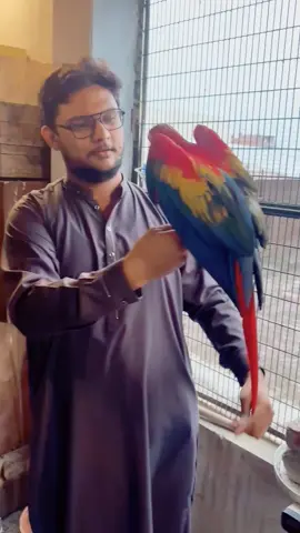 Scarlett macaw beauty 😍 #parrotsoftiktok #scarlettmacaw #birdslover #EM_Aviary #macawparrot 