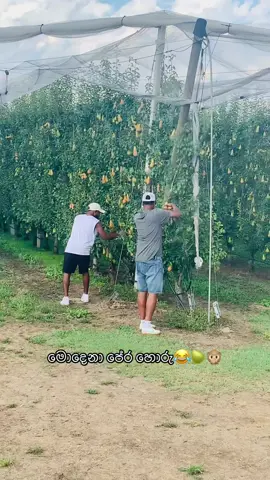 ඒකෙත් පොඩි ආතල් එකක් තියෙනවා😂🥷@Sasanka jr❤️ @pradeeprodriguz @Mena #modena #italy #creatorsearchinsights #capcut #fyp #