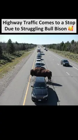 Bull Bison in Distress Disrupts Highway Traffic #animalrescue 