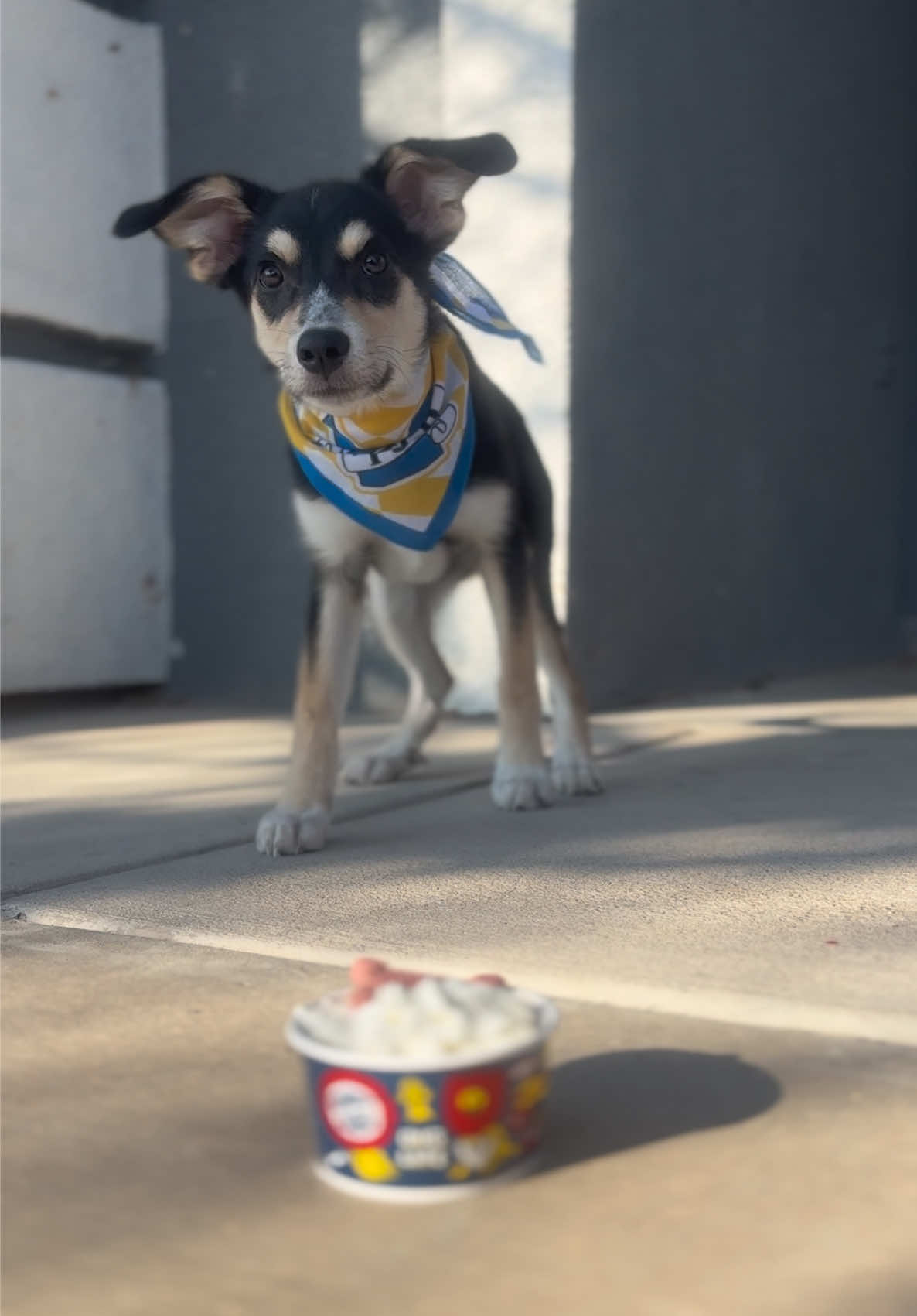 @Dutch Bros Coffee in case you need a puppy model (or want to sponsor our bad habit) this baby girl cries the whole time we’re in line for coffee 😂 #fyp #pupcup #dutch #dutchbros #australianshepherd 
