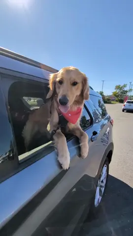 Celebrating National Dog Day at @cfabricktownship Thanks to all the super nice people who gave me a new bandana and a delicious treat  #nationaldogday #puppiesoftiktok  #chikfila #goldensoftiktok #goldenretrieverpuppy 