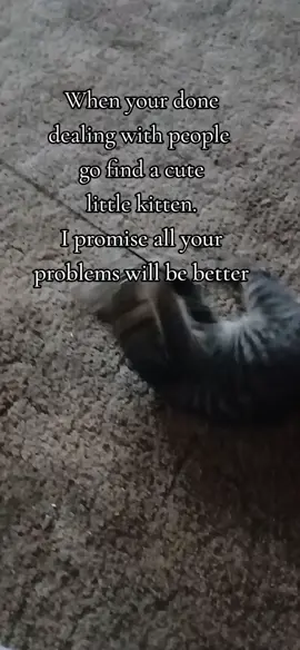 #samanthaharrison91 #kittens #kittensoftiktok #kittentok #catlady 