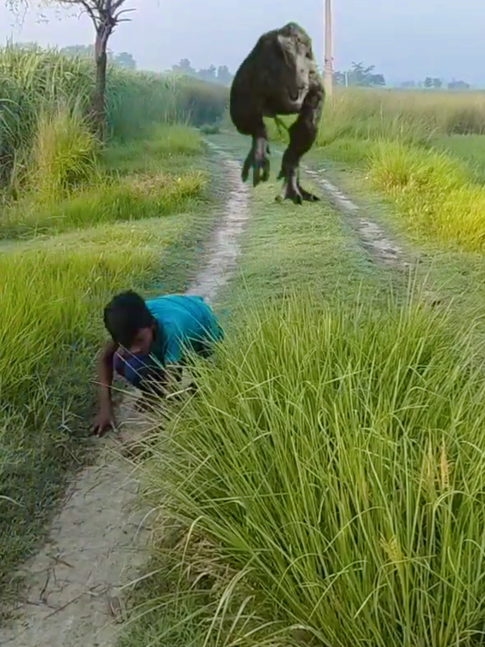 omg omg Dinasore Chasing the Kid 😳😳 omg 😳 omg omg