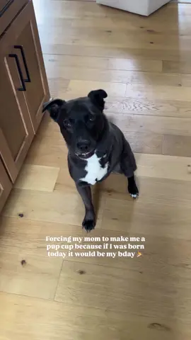 Made the cutest pup cup with my pet honesty favorites! Head to the link in my bio to shop what you see here 🫶🏻