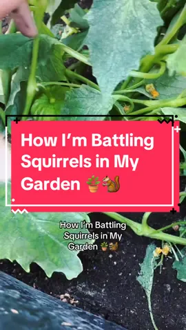 #GardenLife #SquirrelProblems #HomesteadLife #GardenStruggles #NatureVsGardener