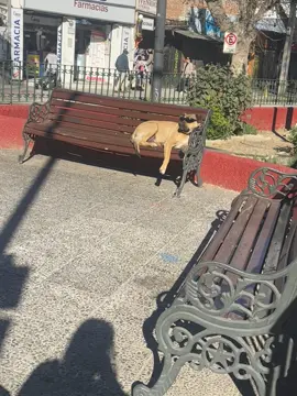 Me encontré al perro más fachero de Quilpué😌✨😎 #fyp #quilpué #chile 