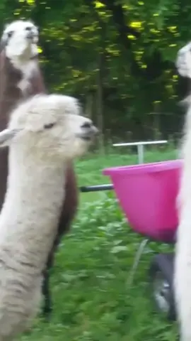 #funnyvideos 