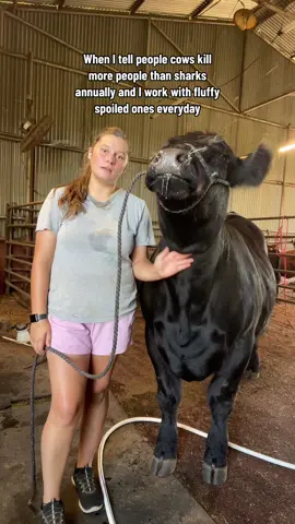 Evident by my boob sweat Bill the Angus rocked my shit tho #showcattle #showheifer #stockshow #stockshowlife #showcattlethings #simmental 