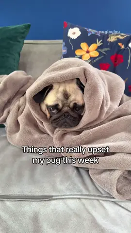 Part 3: It’s been a while, but Mosy had plenty of things to be upset about this week 😔💔 #pugsoftiktok #pug #dog #dogsoftiktok