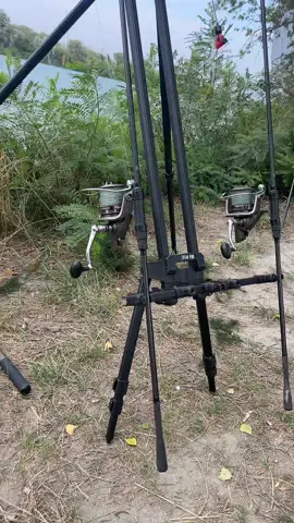 #peche #rhone #carpe #carp 