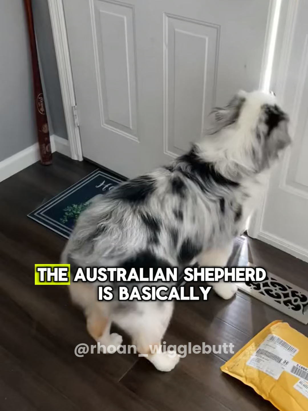 This is the Australian Shepherd #australianshepherd #australianshepherdsoftiktok #australianshepherdpuppy #australianshepherds