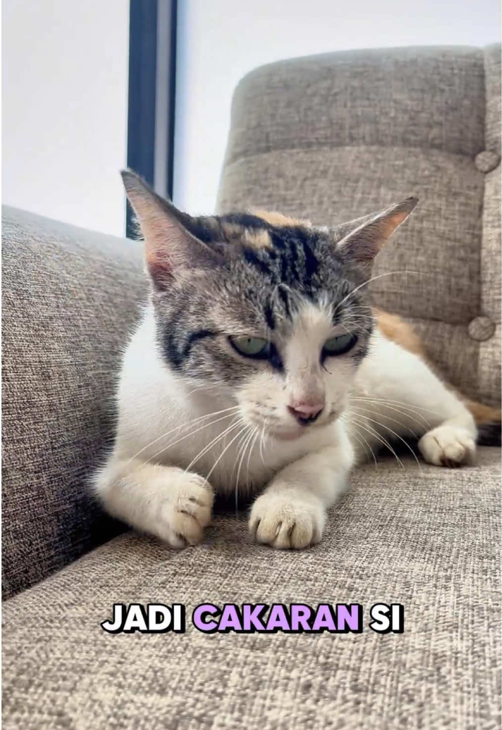 Nggak perlu ganti kain sofa tiap bulan lagi 😋 #pengusirkucing #catrepellent #anticat #homecare #seroxil 
