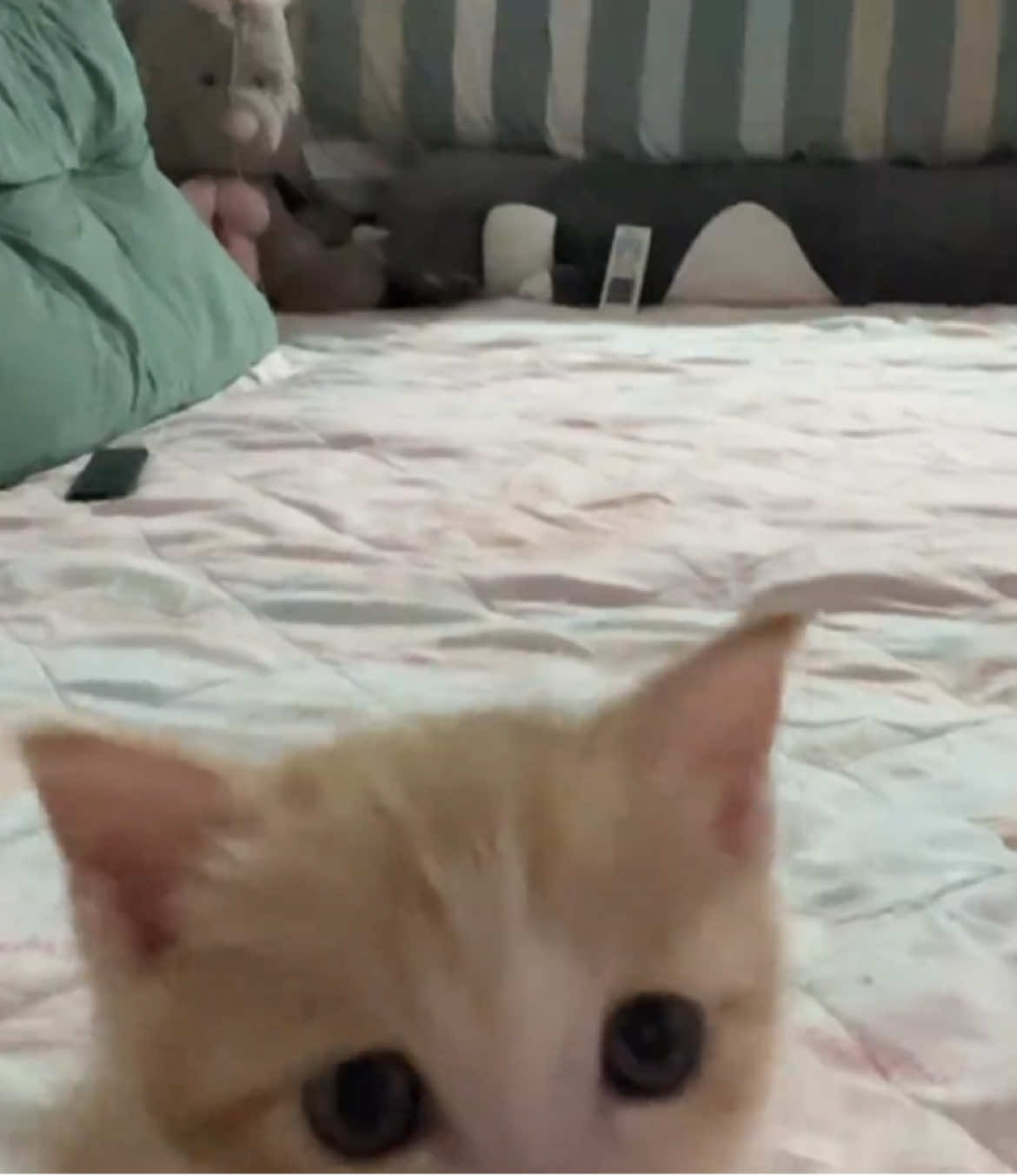 What are you doing🤣.#kitten #cat 
