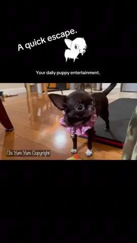 8/26/25 Your daily puppy entertainment.                                        Puddin escaped so fast for such a tiny wee one.  This was a part 2 from yesterday after they woke up a bit more. They’re so funny aren’t they ?                                          #chihuahua #dogs #puppy #puppytiktok #dogsoftiktok 