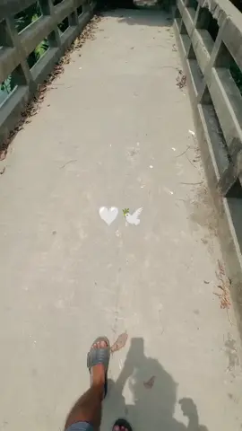 🤍🕊️