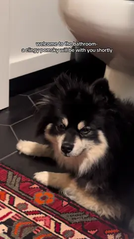 #pomsky #fyp #fypシ゚viral #trending 