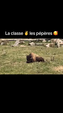 #foryou #pourtoi #nature #bison 