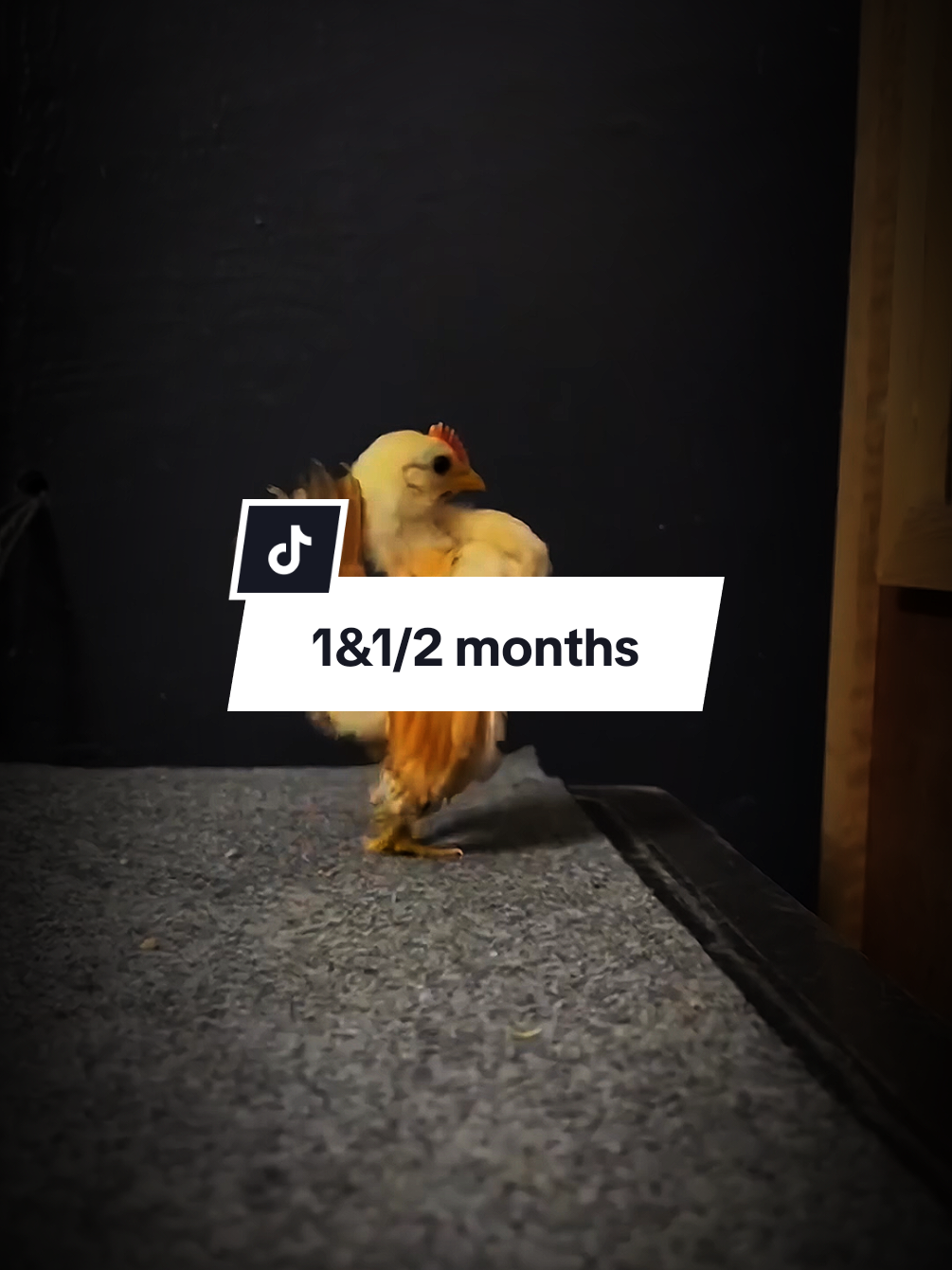 1 1/1 months #famous #bantam #seramachicken #smallestchickenintheworld #ayamseramamalaysia #ayamserama #fyp #foryou #seramaempire #SeramaEmpire👑 #ayamserama #ayamseramamalaysia #smallestchickenintheworld#seramachicken 