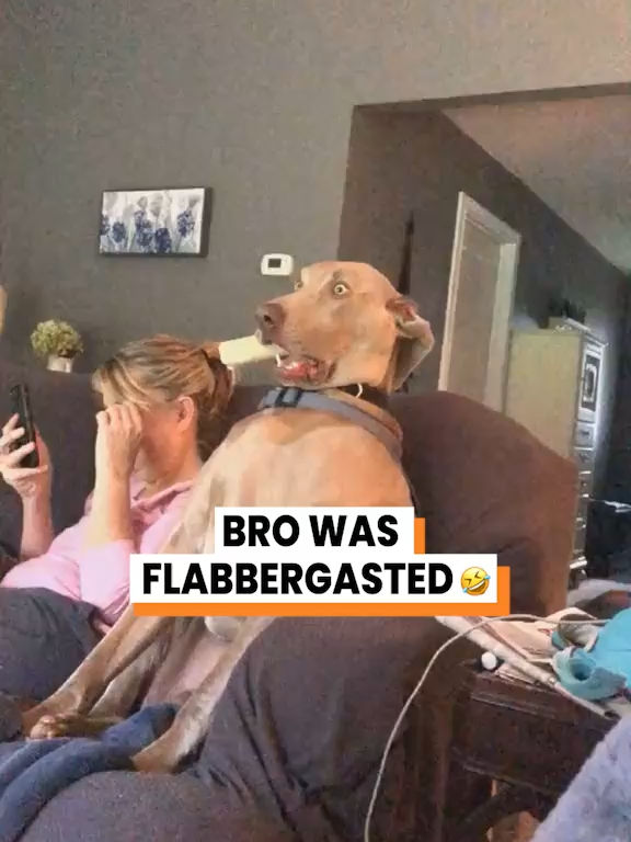 Never in all my dog years... 😳 (via Lexie S) #dogs #funnydog #puppy #dogsoftiktok #dog
