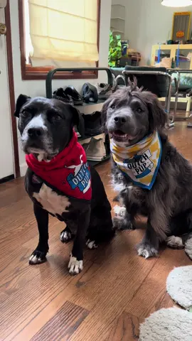 Not an ad by any means, just big fans of @Dutch Bros Coffee & free stuff hehehehehe #dogsoftiktok #dutchbros #nationaldogday #dogsoftiktok #pitbullsoftiktok 