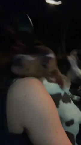 So we took in two stray doggies 😅 #takinginstrays #fyp #doglover #dogsoftiktok #obsessedwithme 