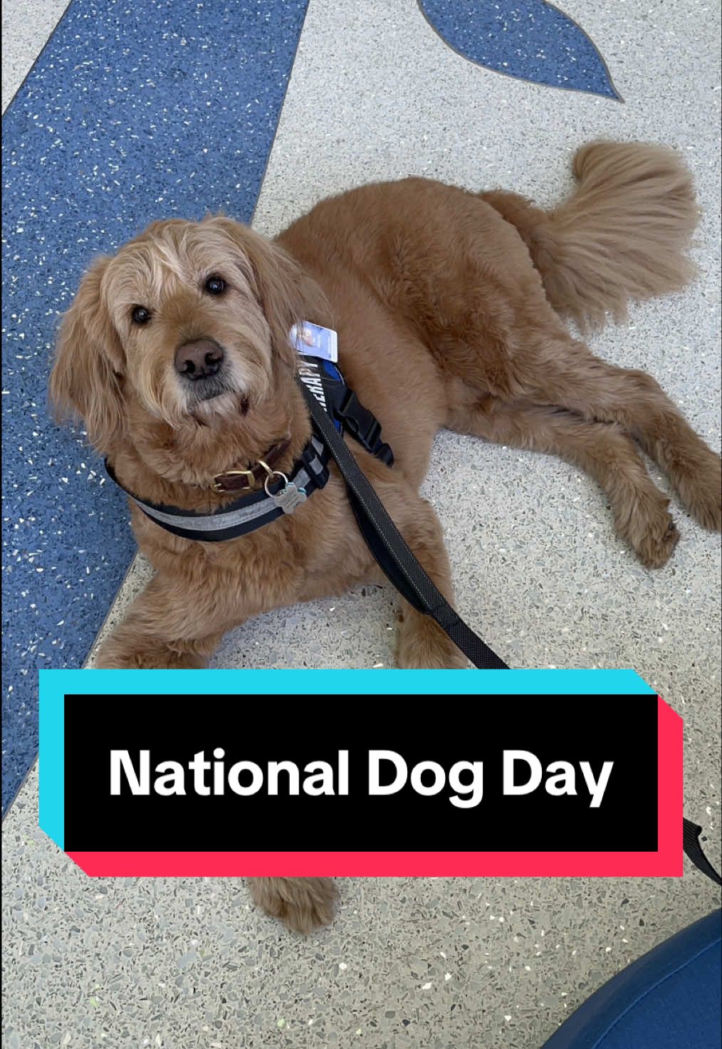 Celebrating National Dog Day with six paws-itively amazing Butterfly Paws therapy dogs! Meet the furry friends who bring comfort, smiles and tail wags wherever they go! #NationwideKids #DogsOfTikTok #DogTok #NationalDogDay #TherapyDog 