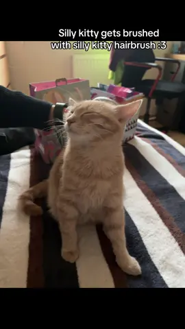 He loves brushing time :3 #cat #kitty #silly #yippee #fyp
