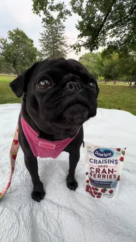 Proof that angels walk among us @pugbentobug