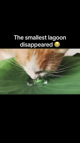 Mr. Lagoon is fuming rn #cat #fyp 