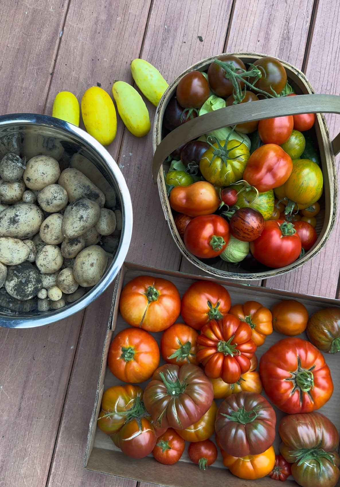Come harvest with me! #PNW #millennialsoftiktok #Farmcore #gardentok #gardening #garden #harvest #millennial 
