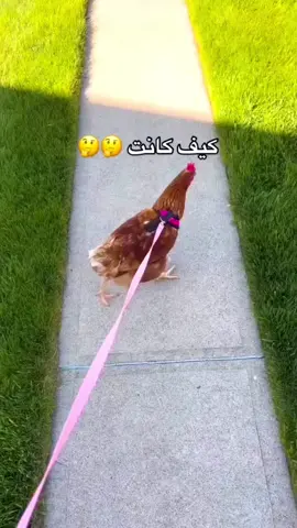 From leash to feast! 🐔✨ Just a little glow-up from the yard to the bun. #HolyBuckets #ChickenTransformation #FromWoofToWow #bridgeviewillinois