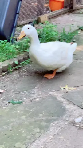 Two years post waterbelly and cancer. #ducks #waterbelly 
