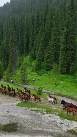 Kyrgyz horses💚🍀🐎