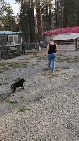 Ranger helping with the noisy geese!  #germanshepherd #farmlife #homesteadlife 