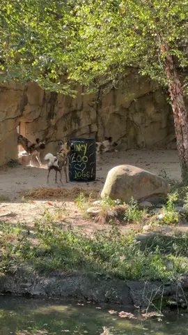 Happy National Dog Day! The pack celebrated with enrichment full of their favorite foods: rabbit & bones! Sound on to hear their unique vocalizations.  The painted dogs at the Cincinnati Zoo love rolling in stinky scents and piling together in straw beds! African painted dogs each have their own unique coat pattern & big, rounded ears. They may be the most endangered carnivore in Africa, with less than 5,000 remaining in the wild. Visit African painted dog Akili and her boys Tico, Duke, Koda, Stephen, and Imani at the Zoo.  #dog #nationaldogmonth #cincinnatizoo #animals
