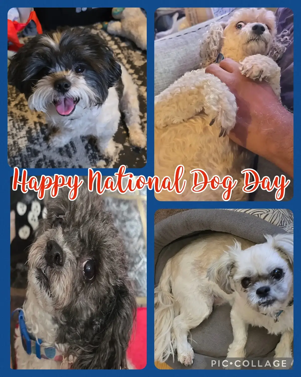 Happy National Dog Day to all my furry friends 🐾❤️🐾 #NationalDogDay #MyFurBabies #fyp #foryou #fypage #dogsoftiktok  #