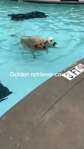 #goldenretrieverlife #goldenretriever #goldenretrievers #foryourpage 