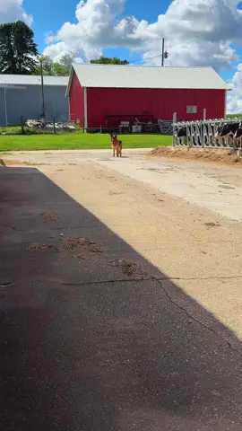 #doglover 